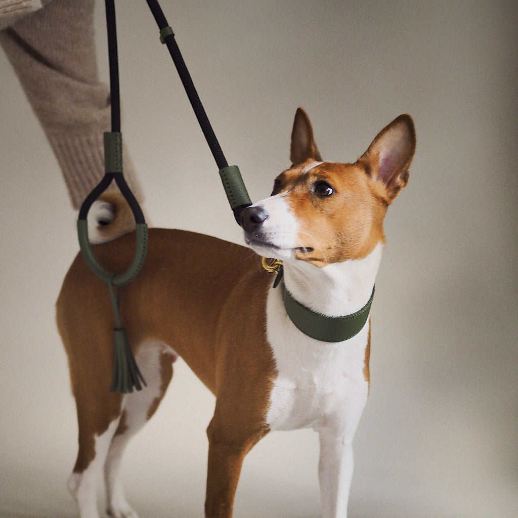 Dog collar herring green
