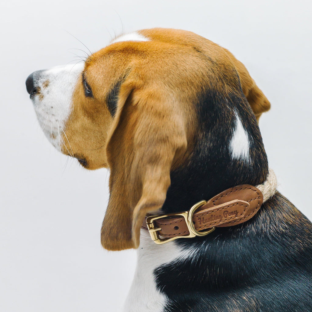 Dog collar country Pony ginger
