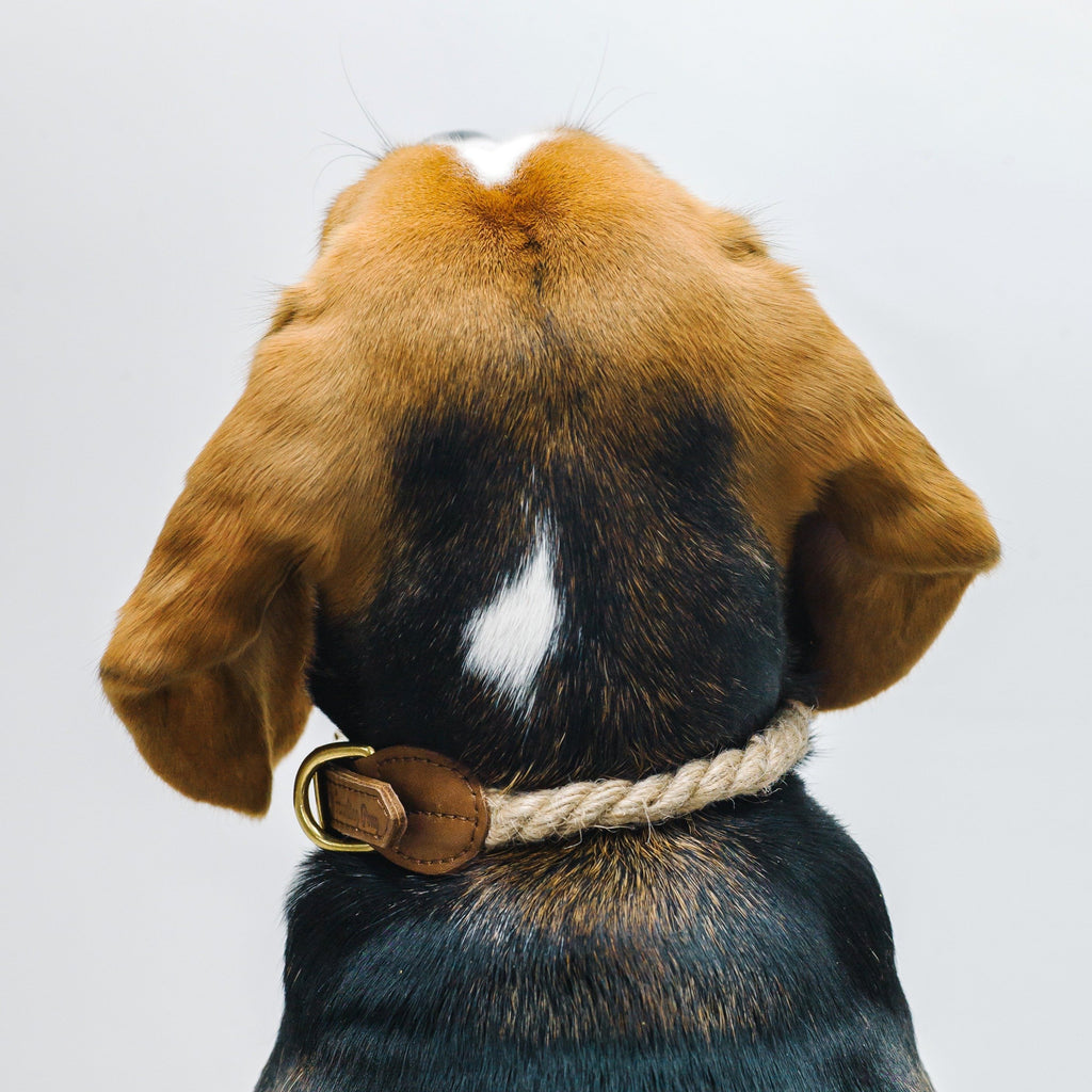 Dog collar country Pony ginger