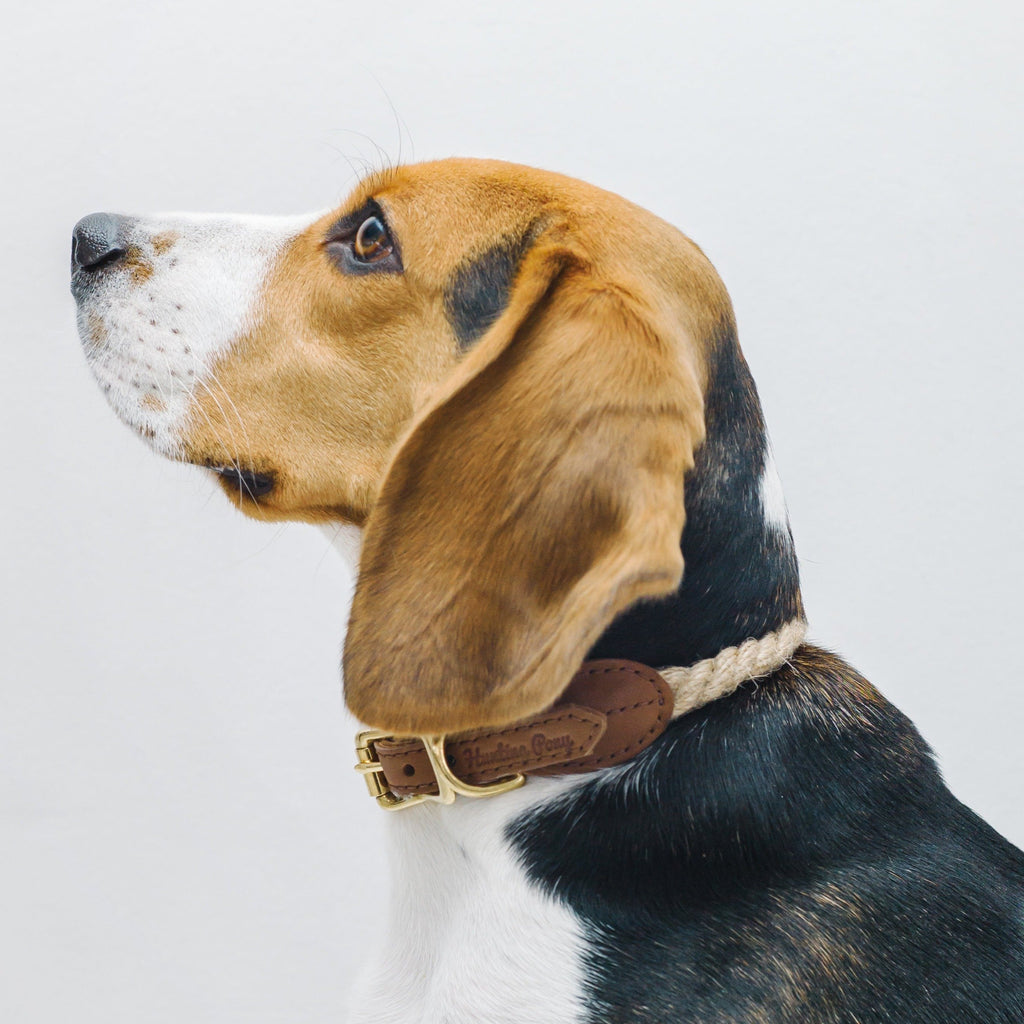 Dog collar country Pony ginger