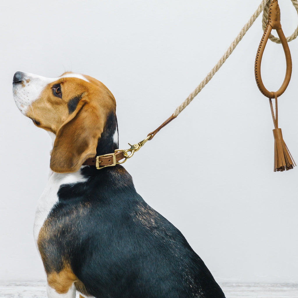 Dog collar country Pony ginger