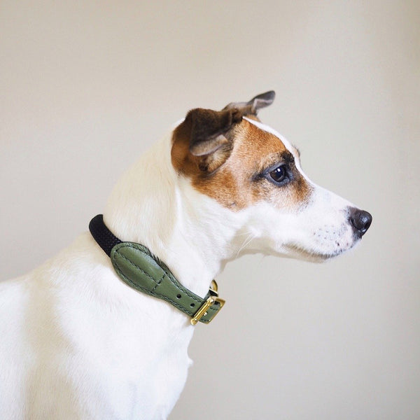 Dog collar Pony makarony green