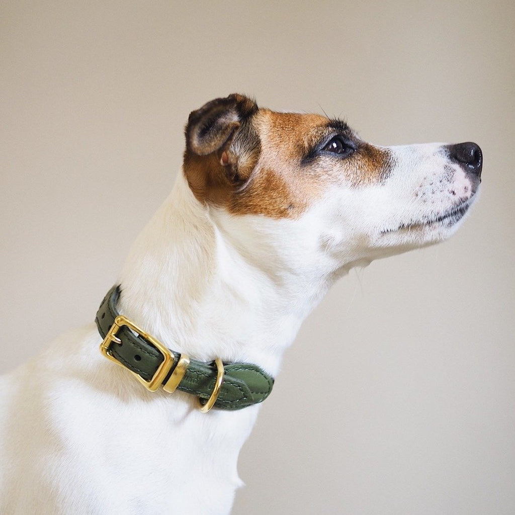 Dog collar Pony makarony green